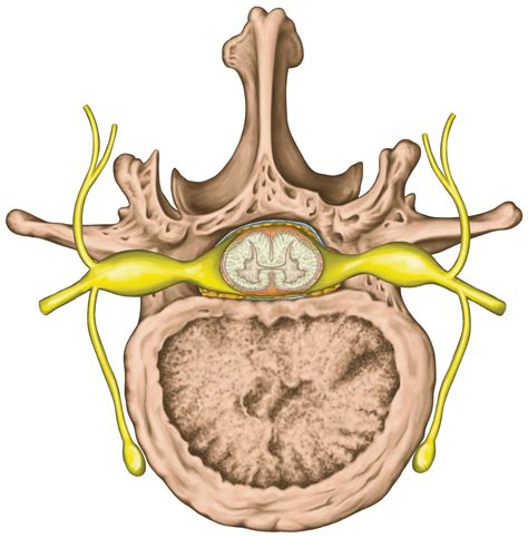 Dorsal Root Ganglion : Anatomy & Physiology 1 > Kik > Flashcards > Nerve Tissues ... : Dorsal ...