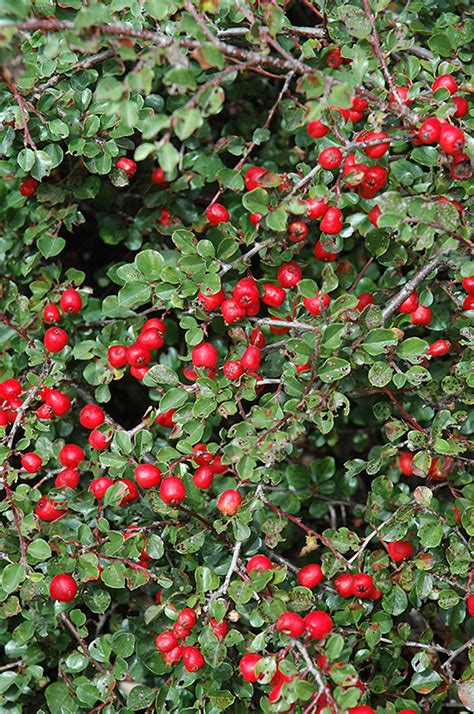 Cranberry Cotoneaster (Cotoneaster apiculatus) in Columbus Dublin Delaware Grove City Gahanna ...