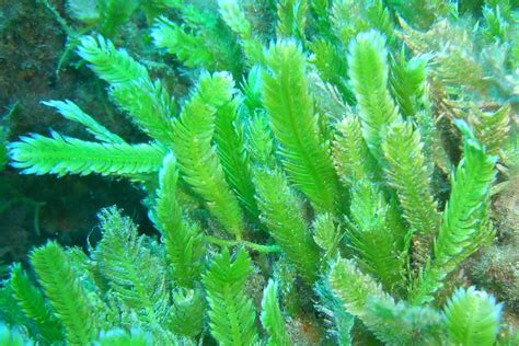 Caulerpa taxifolia - Biologia marina del Mediterraneo