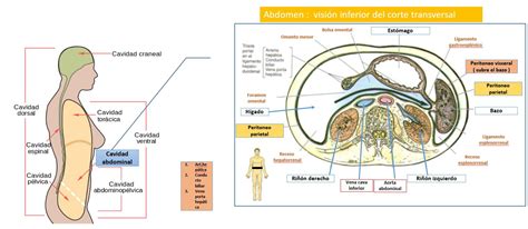 CAVIDAD ABDOMINAL | Dolopedia