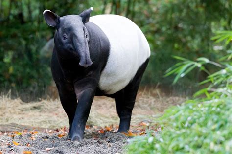 Since you all loved the baby tapir so much. The Thailand the word for tapir is "P'som-sett ...