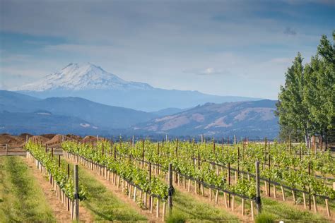 Vintages and vines: The 10 best wineries in Hood River Oregon