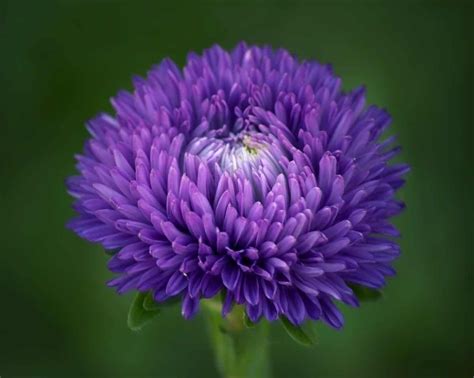 Aster flower tattoos come in all colors, shapes & sizes. Find your ...