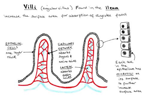 Villi diagram