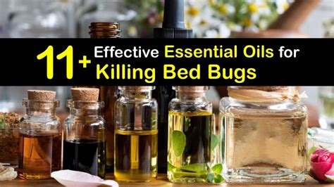 11+ Effective Essential Oils for Killing Bed Bugs