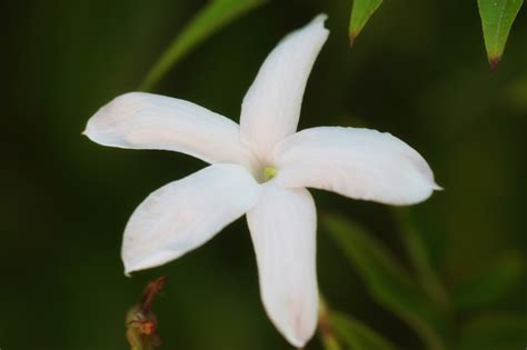 Two more free stock photos of white jasmine flowers