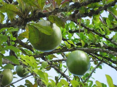 Higuera tree fruit in Puerto Rico.JPG (1 comment) Hi-Res 720p HD