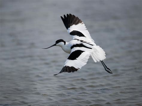 Avocet Bird Facts (Recurvirostra avosetta) | Birdfact