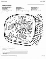 Cell Membrane Diagrams Coloring Pages sketch template