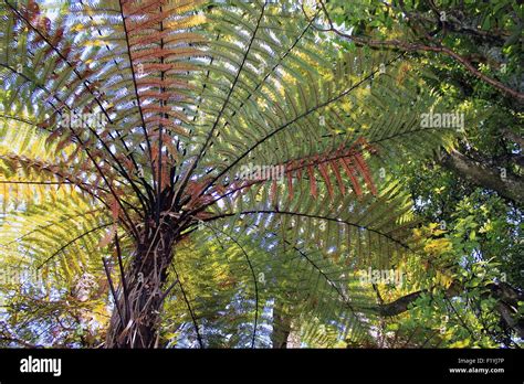 New Zealand Tree Fern Stock Photo - Alamy