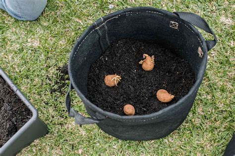 Learn How to Grow Tasty Potatoes in Containers (2023)