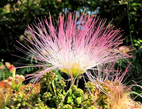 Formosa Tree Flower | Taken in a park by Green River. | Chuck | Flickr