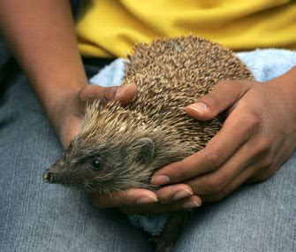 Do Hedgehogs Make Good Pets? 10 Things to Know Before Bringing One Home - Vetstreet | Vetstreet