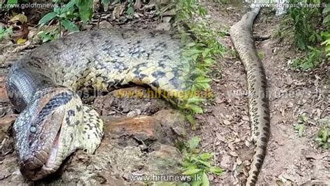 26-Foot Anaconda: The World’s largest snake shot dead by hunters - Gold FM News - Srilanka's ...