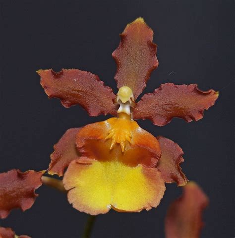 10+ images about Oncidium Flowers on Pinterest | Orchid flowers, Nelly and Flower