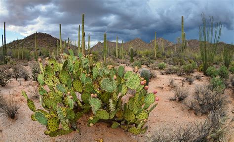 Sonoran Desert Cacti | Bajada Loop Saguaro National Park Wes… | Flickr