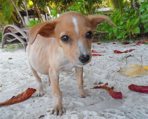 Help Abused & Neglected Animals in the Seychelles - GlobalGiving