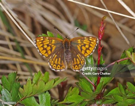 Duke Of Burgundy Butterfly Photos and Premium High Res Pictures - Getty Images