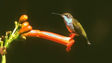 Kentucky Native Plant and Wildlife: The hummingbirds are back at the ...