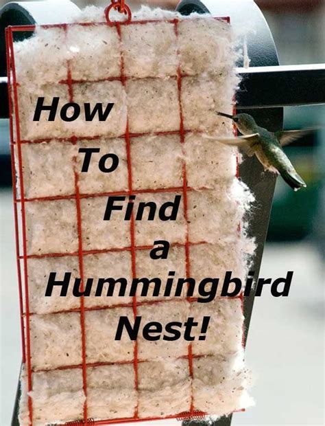 Hummer Helper Nesting Material Kit - SE7021 | Hummingbird nests, Bird ...