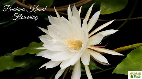 Brahma Kamal Flowering