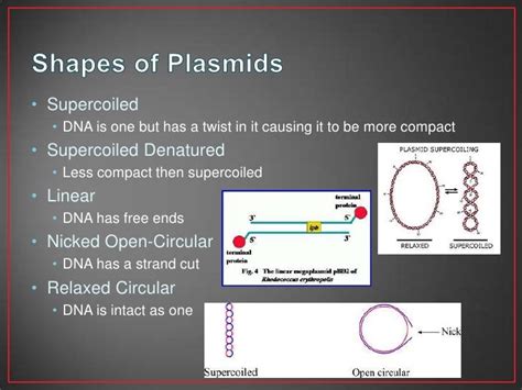 Plasmids