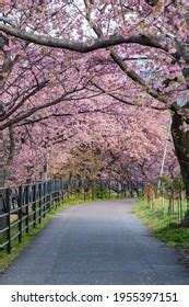 Kawazu Cherry Blossom Izu Stock Photo 1955397292 | Shutterstock