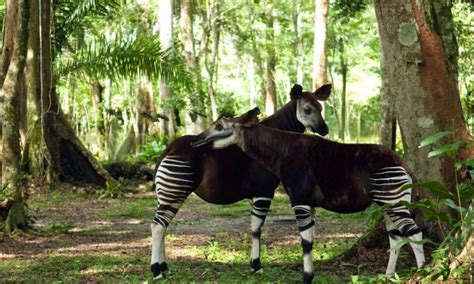 Okapi National park congo national parks, congo tours