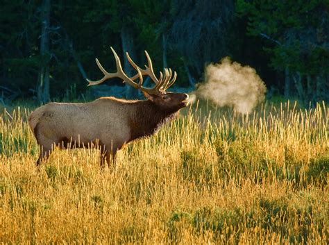 Bull elk bugling | Rocky Mountain bull elk bugling during th… | Flickr