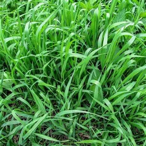 Quackgrass: What Is It and How Do I Get Rid of It? | Family Handyman