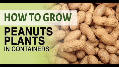 How to grow peanuts in containers - YouTube