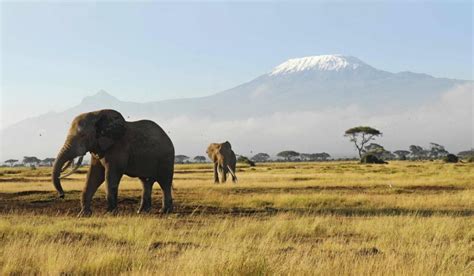 Amboseli Safari | Safari Guide Africa