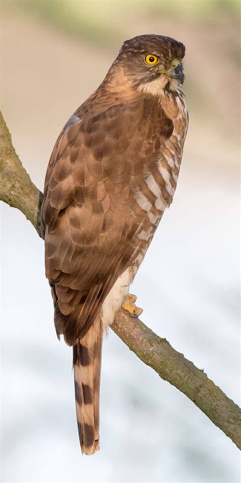 Crested Goshawk Invades Shanghai - Shanghai Birding 上海观鸟