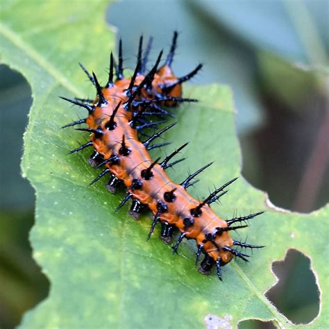 Gulf Fritillary Caterpillar - Agraulis vanillae. On Passionvine. Entomology, Caterpillar ...