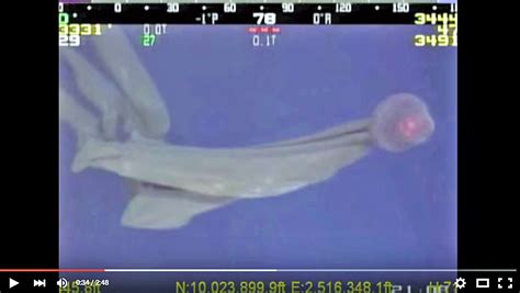 Another 'Stygiomedusa Gigantea' caught on video in the Gulf of Mexico | 13wmaz.com