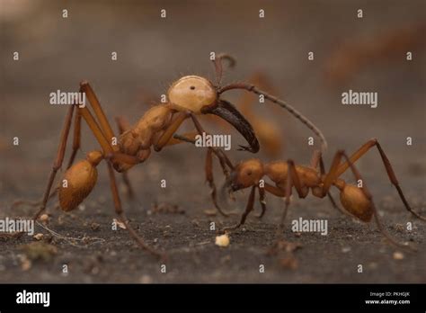 Bivouac ant hi-res stock photography and images - Alamy