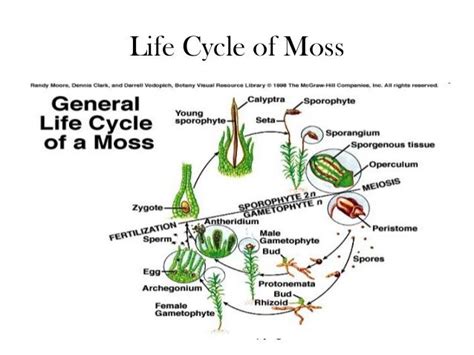 Simple Moss Life Cycle Diagram