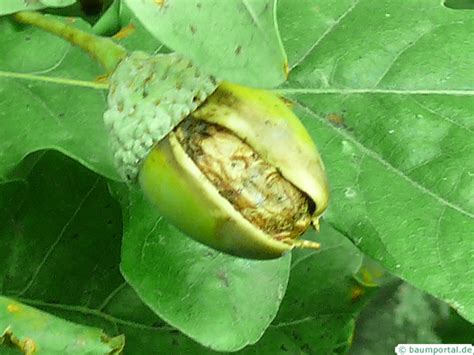 English Oak Gall Wasp | tree guide