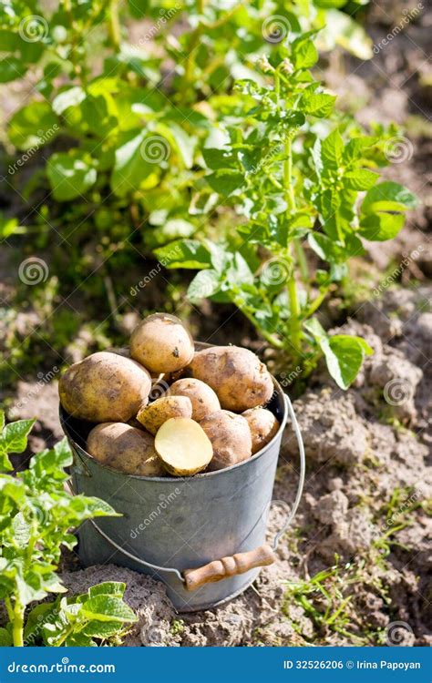 First Harvest of Potatoes in Garden Stock Photo - Image of brown, green ...