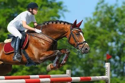 8 Top Horse Breeds For Jumping (Picked By An Equestrian)