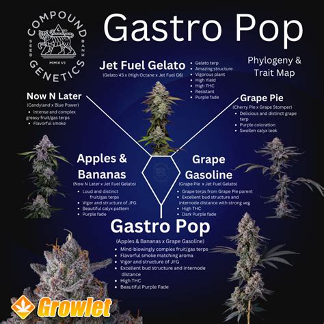 Gastro Pop Vol. 2 Compound Genetics en España - Growlet