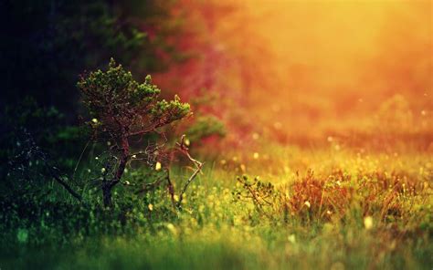 Simple Nature Wallpapers - Top Free Simple Nature Backgrounds - WallpaperAccess