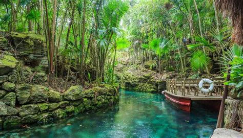 La città-foresta di Cancun è italiana: milioni di alberi per il clima | Xcaret, Xel ha cancun ...