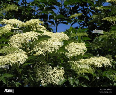 Elder flowers in full bloom Stock Photo - Alamy