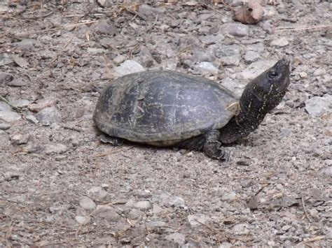 A Stinkpot Turtle visitor. | Reptiles and amphibians, Turtle, Amphibians