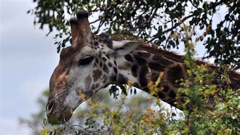 'Vulnerable' to extinction: What giraffes are up against