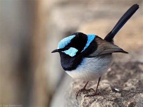 Male Superb Fairy-wren | BIRDS in BACKYARDS