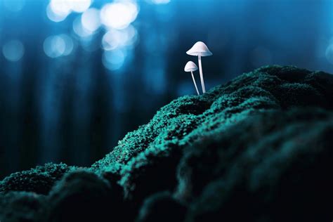 Psychedelic Mushrooms' Side Effects in the Long Term