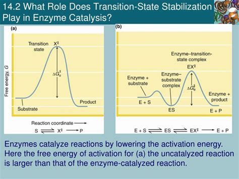 PPT - Chapter 14 Mechanisms of Enzyme Action PowerPoint Presentation ...