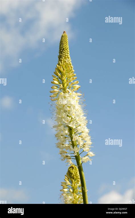 Foxtail lily hi-res stock photography and images - Alamy